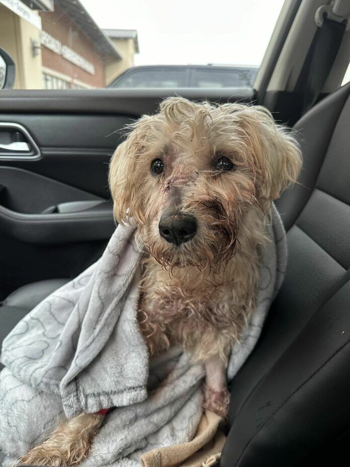 Against all odds resilient pup survived being shot in the face and on road to recovery