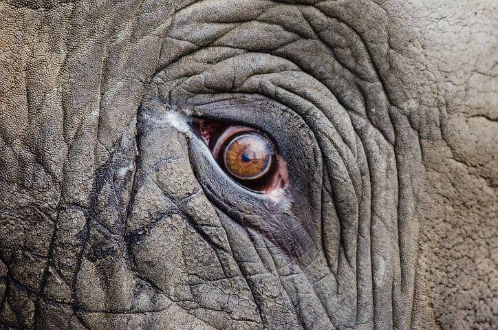 Happy the Elephant pixabay