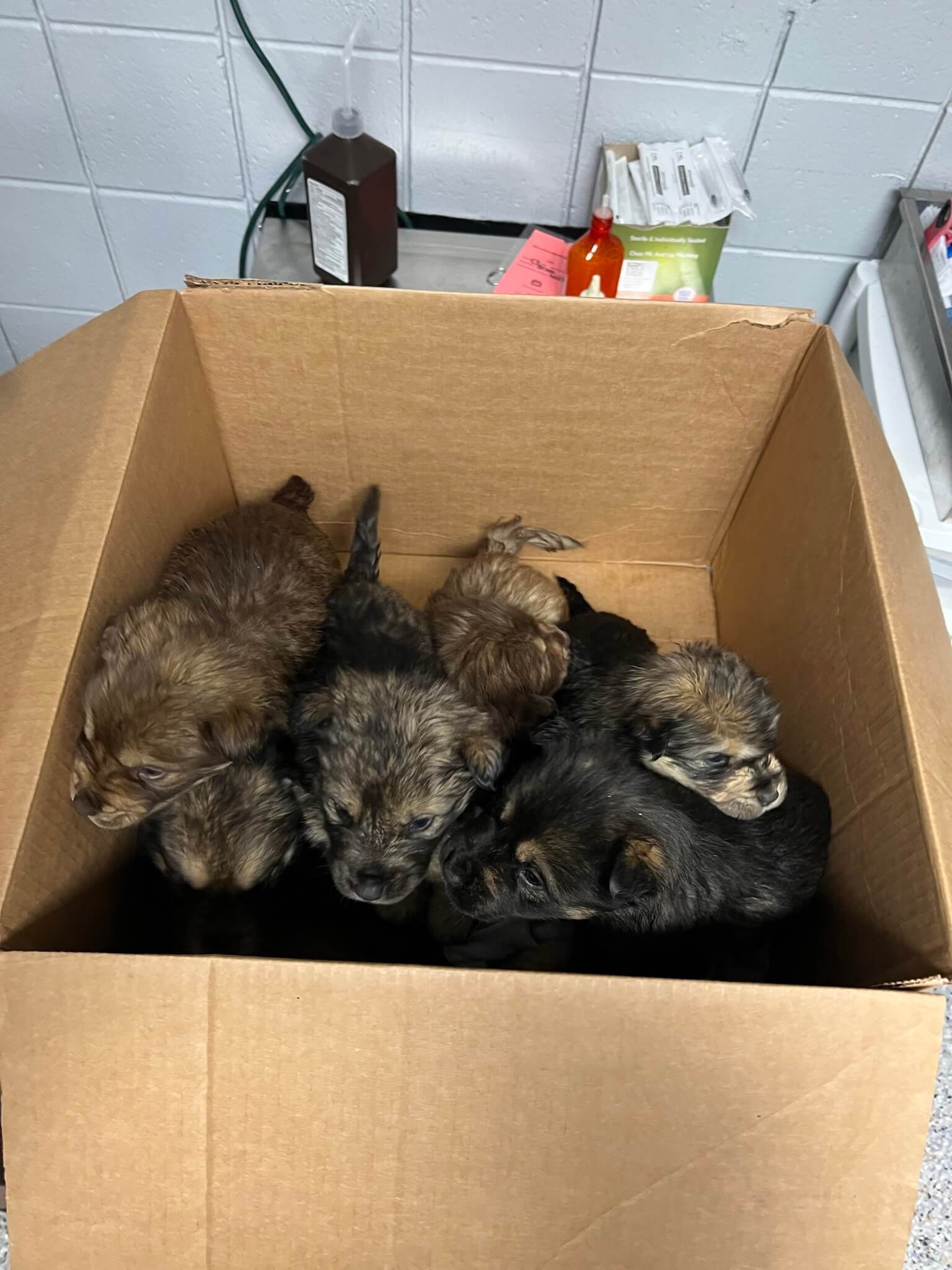 Good Samaritan spotted a box full of puppies left on the side of the road during Michigan rainstorm