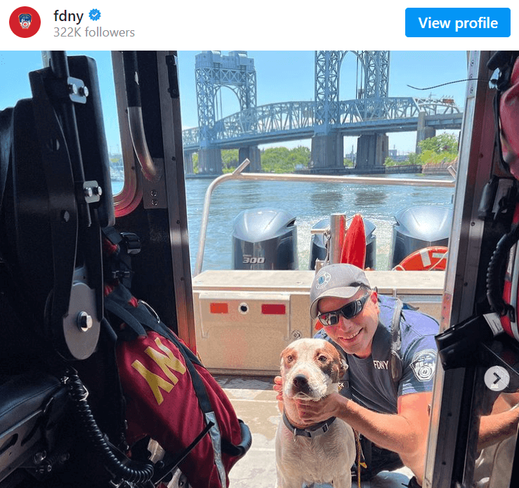 harlem-dog-1-1