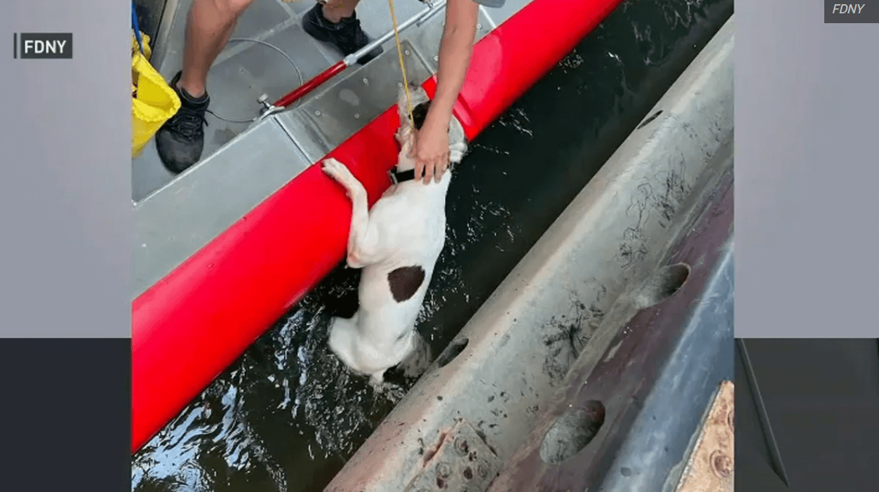 Good Samaritan and NY Fire Department rescue dog thrown into Harlem River
