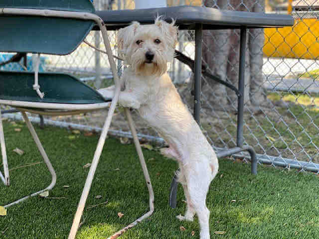 Why doesn’t anyone want to adopt Harley?