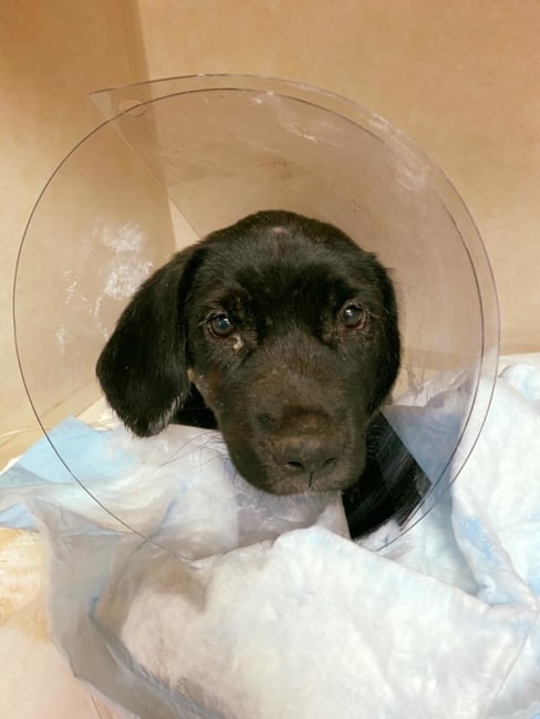 Ten-week-old puppy tangled in wire trap for days cried for help until someone found her