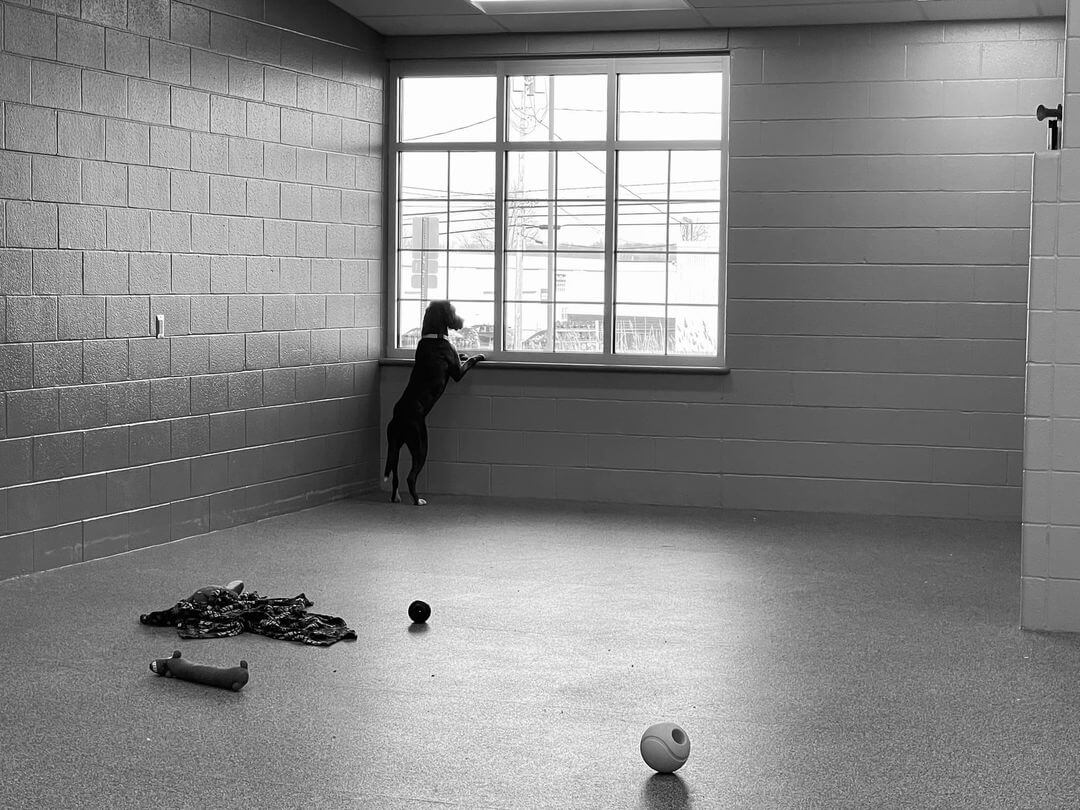 Heartbreaking: Harley still thinks his family is coming back for him