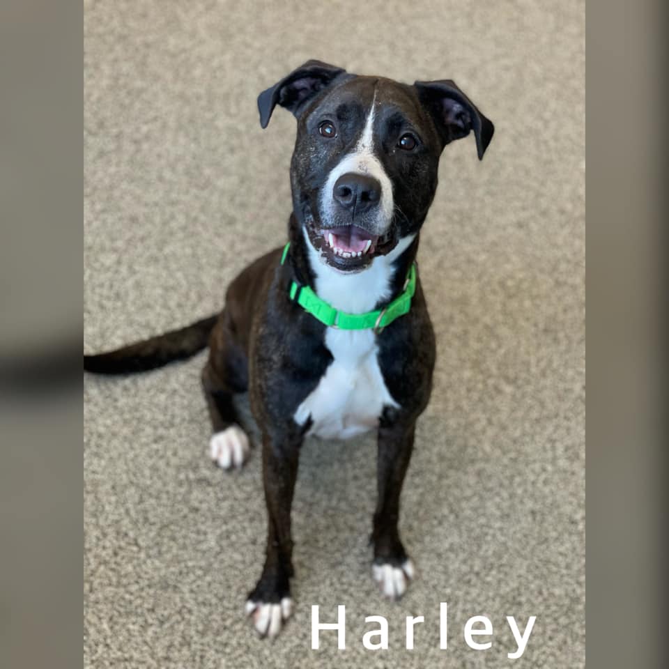 harley-waits2