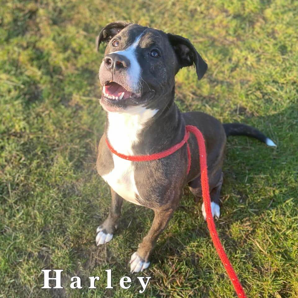harley-waits3