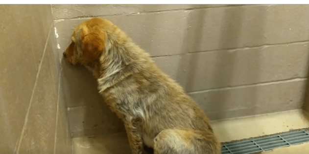 Stray Lab retriever hides in the corner and shakes at busy Texas shelter