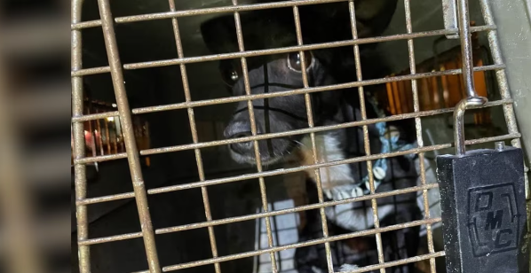 Dog missing 3 weeks at Atlanta airport found