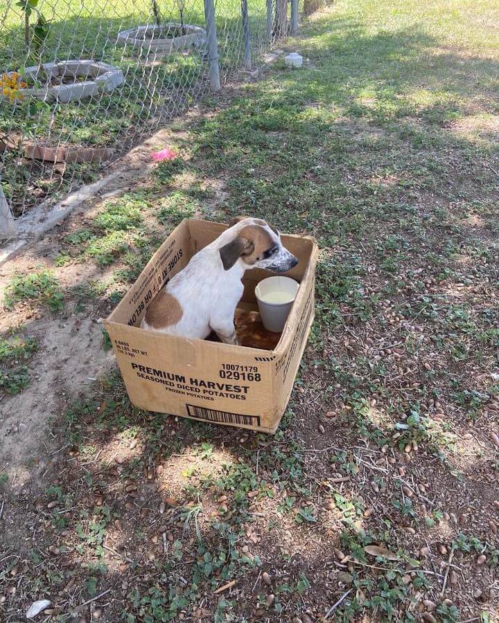 And just like that: Update on puppy abandoned in cardboard box on side of Texas road