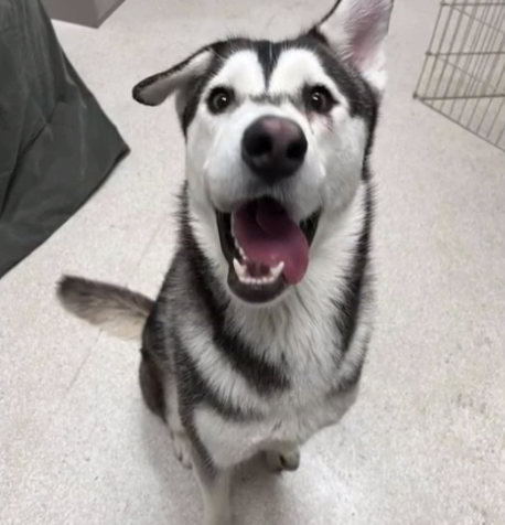 Seattle family drives 2600 miles to adopt husky with lopsided grin