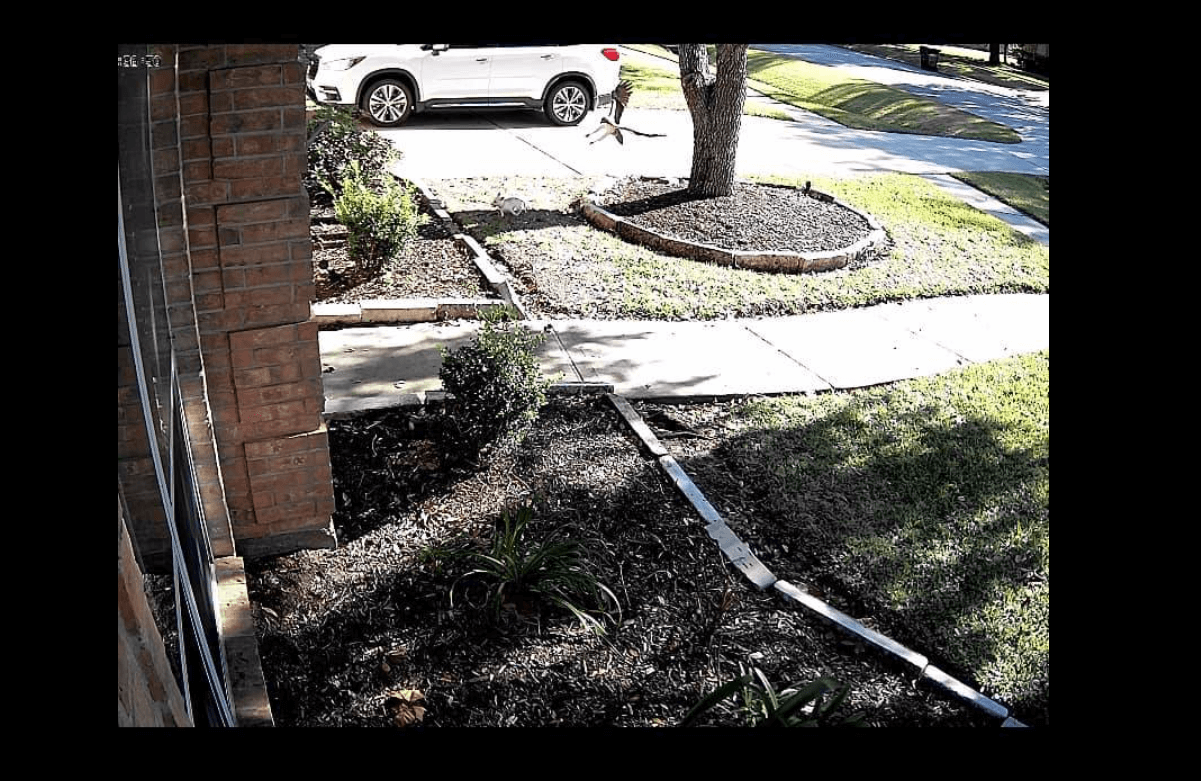 Hawk tried to snatch Chihuahua in front of her Missouri City home