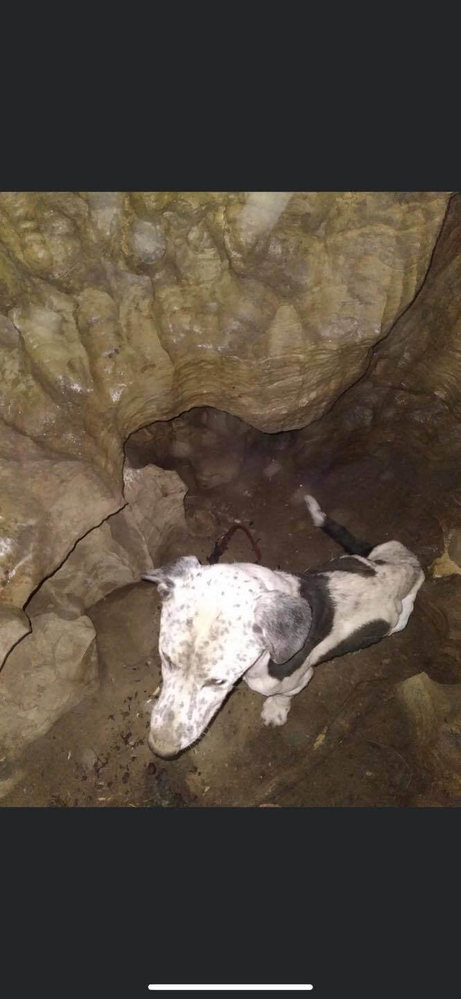 Emaciated dog rescued from cave likely spent two weeks trapped until climbers found him