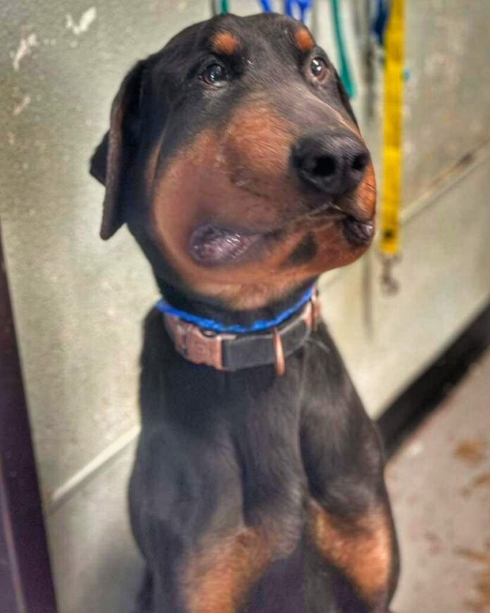 Pup looks like he lost a fight with a beehive and needs a rescue organization to help