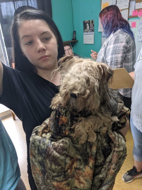 Pure neglect: Dog found standing in middle of the road barely able to walk