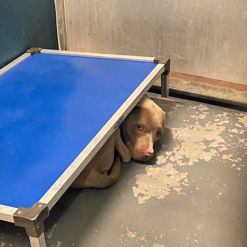 55+ days at Texas shelter wearing on sweet but shy dog ‘Hazel’