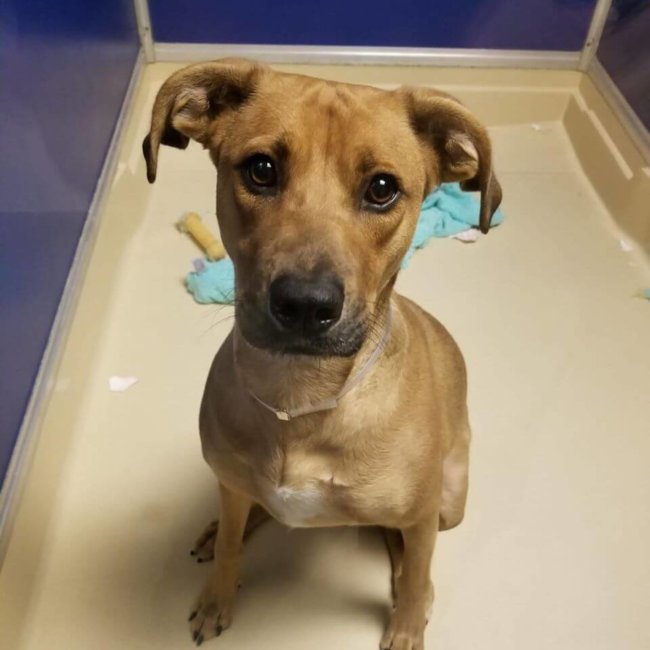 Young and friendly pup at Miami shelter slated to die tomorrow