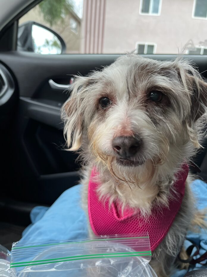 Owner walked 17 year old pup into shelter for ‘financial & moving’ reasons and walked out