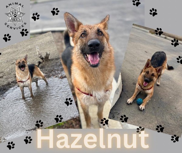 hazelnut-2