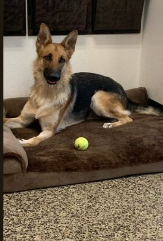 Gorgeous German shepherd has been at shelter for 270 days and still no one wants her