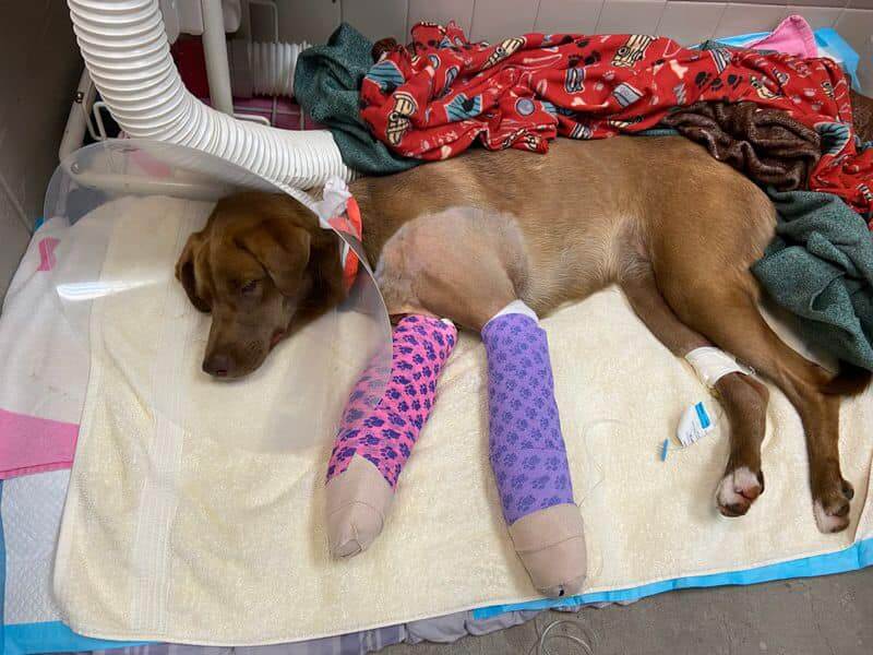 Puppy abandoned in baseball field with 2 fractured legs undergoes successful surgery