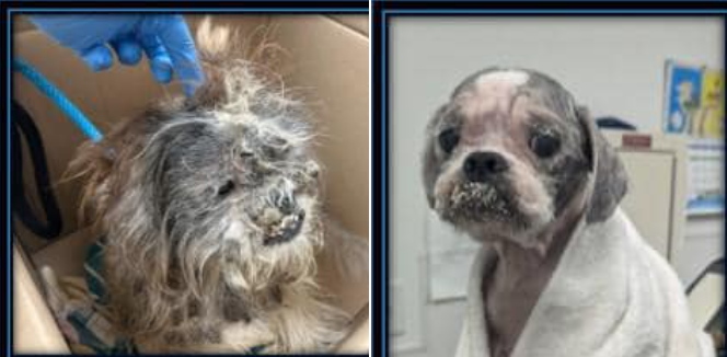 Severely matted and neglected little Hector is the ‘saddest little guy’ at Florida shelter