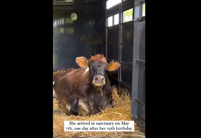 Blind cow that worked 19 years on dairy farm finally rescued makes our hearts smile