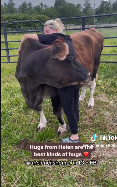 helen-the-cow-2
