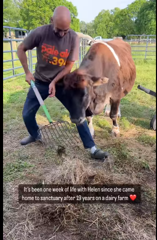 helen-the-cow