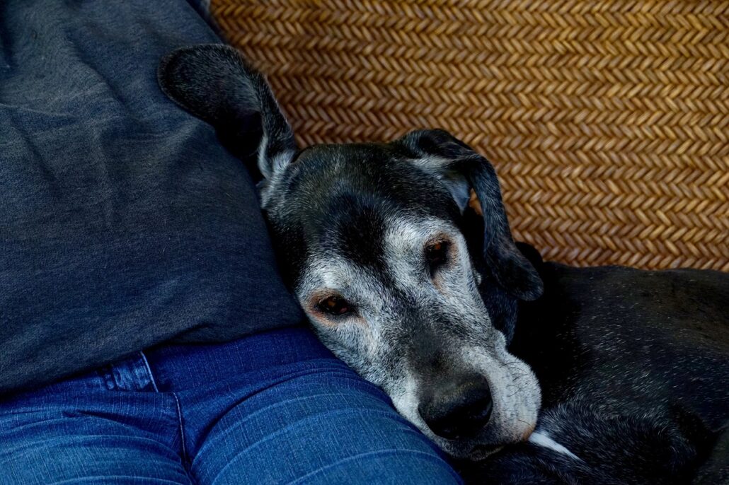 helen-the-great-dane-1-1030x686-1