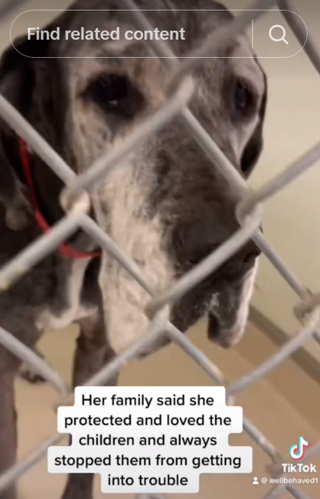 Helen the Great Dane 2