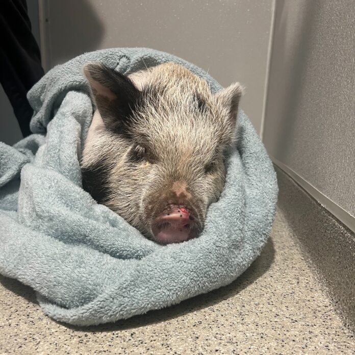 Baby potbellied pig abandoned in residential neighborhood with metal ring in her nose