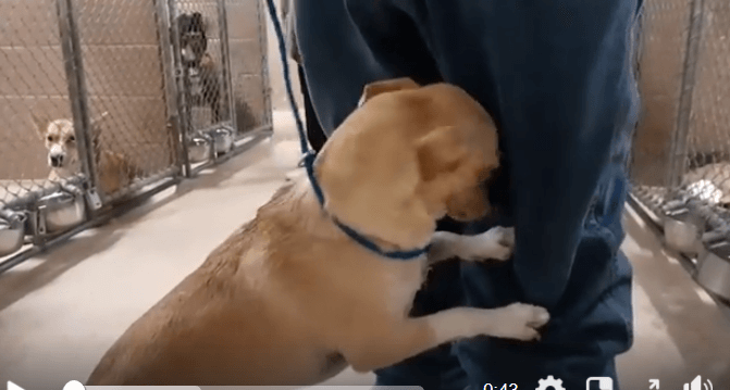 Terrified at shelter, young dog holds onto volunteer for comfort