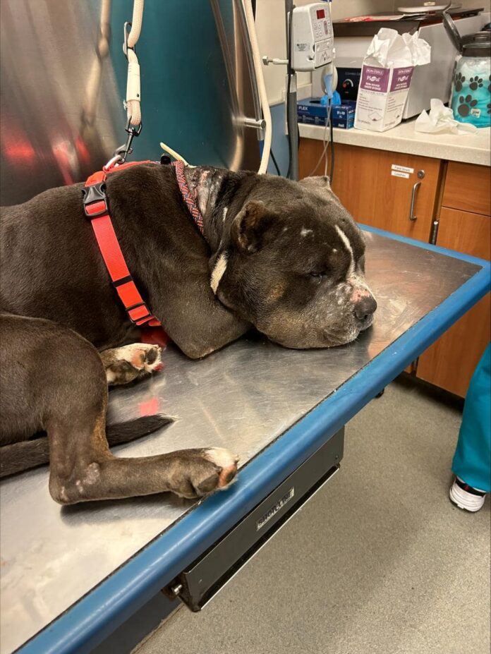 Emergency rescue needed today: Super sweet pup victim of pure neglect