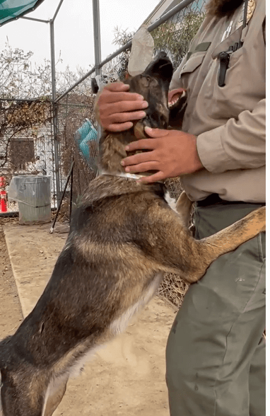 Misunderstood young dog has spent 5 months in his shelter kennel and now his time is running out
