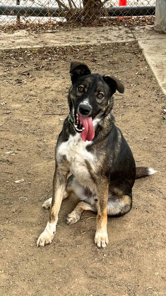 help-dasher1-579x1030-1
