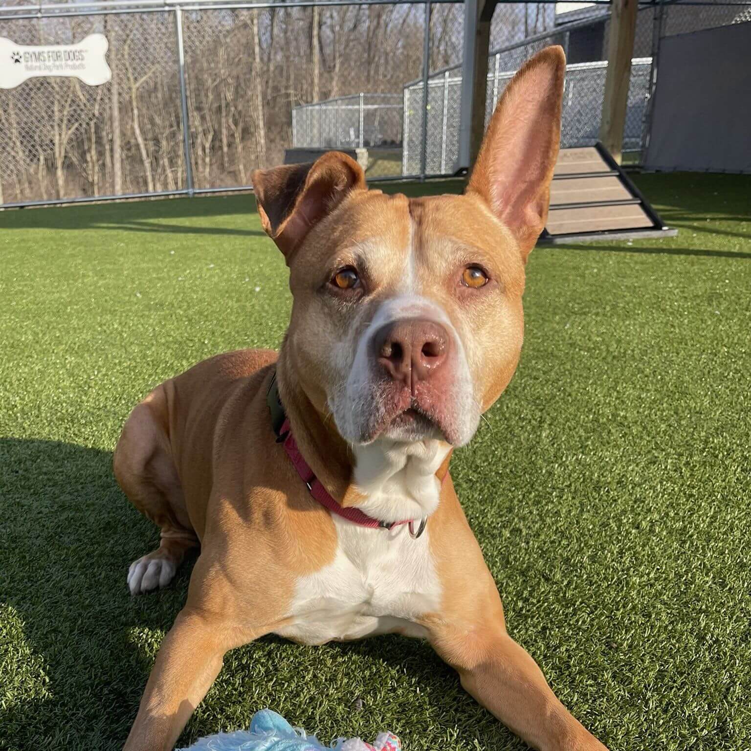 Rocky watches everyone walk by his kennel and wonders why a year later no one wants him
