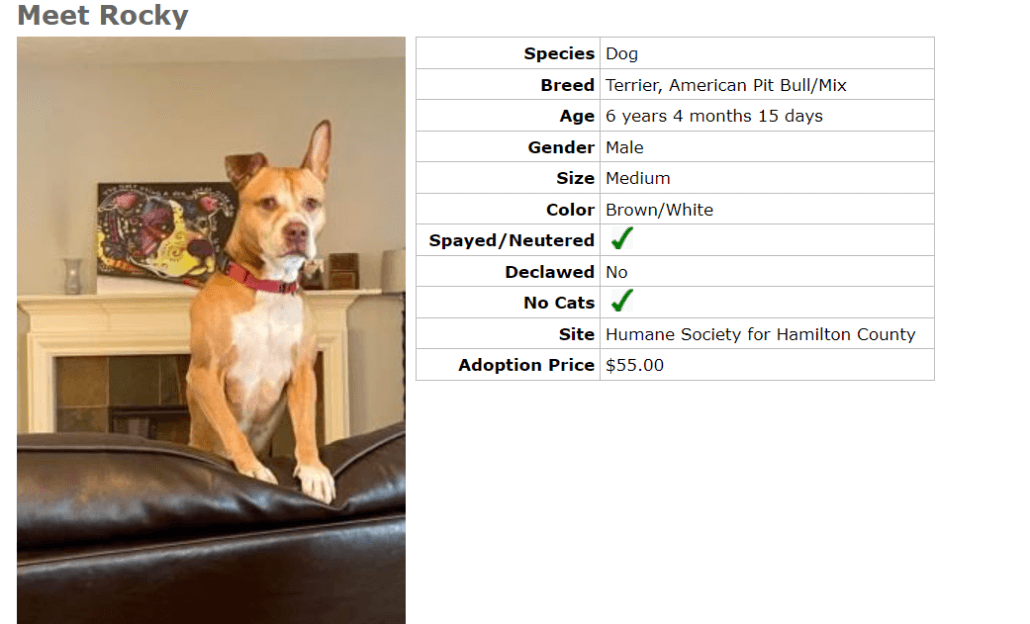 help-rocky4-1030x624-1