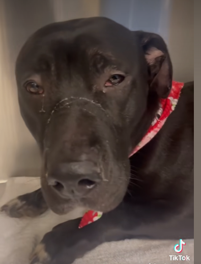 Very Urgent: ‘Shorty’ is so sick at Miami shelter and this gentle pup deserves better