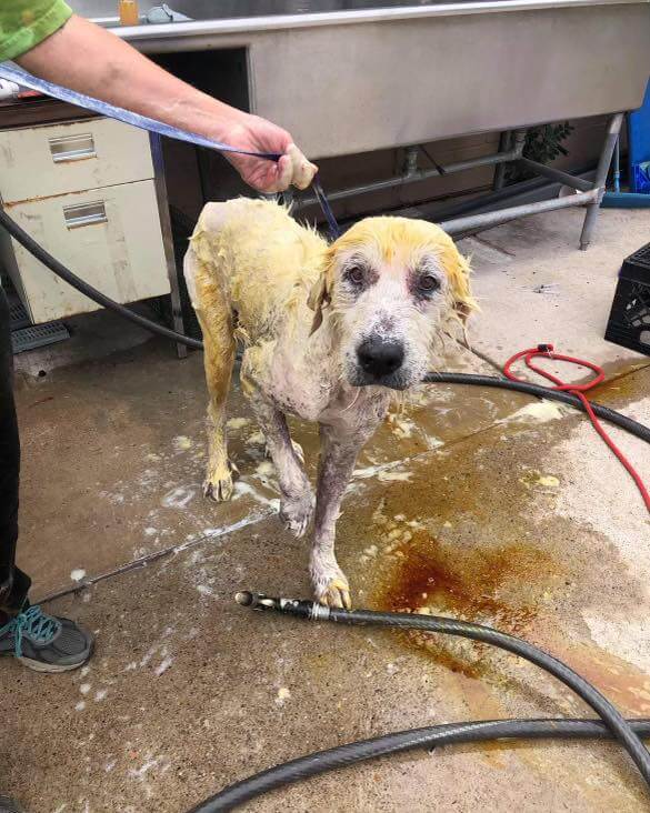 Update on Great Pyrenees cast aside because no one thought he mattered