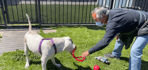 Lively pup found with heavy chain around his neck and ‘tread marks’ on his head on ‘at risk’ list today