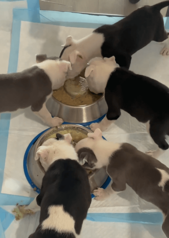 Five puppies tossed away in box in rural area to be prey for coyotes rescued in nick of time