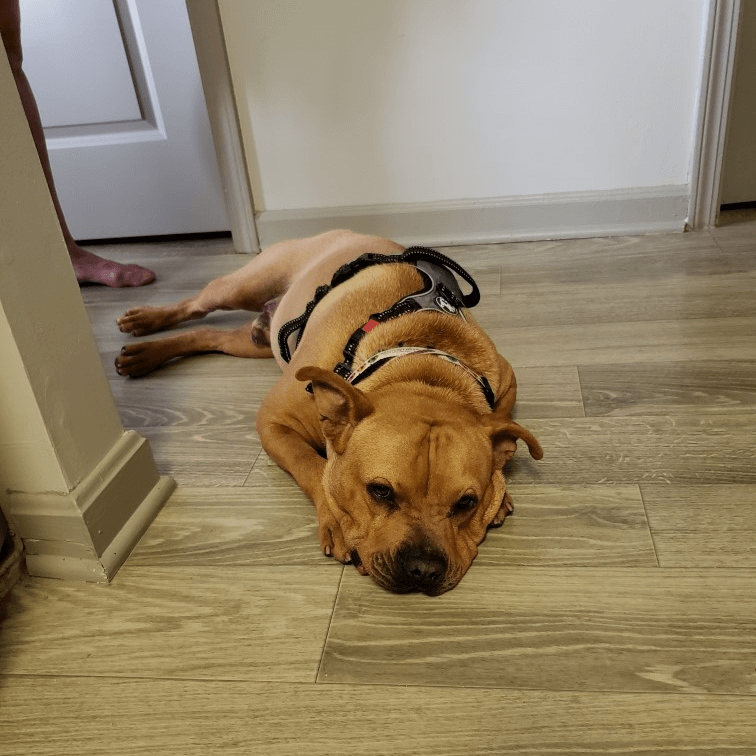 Shelter dog was all excited and dressed up for his new family but they never showed up