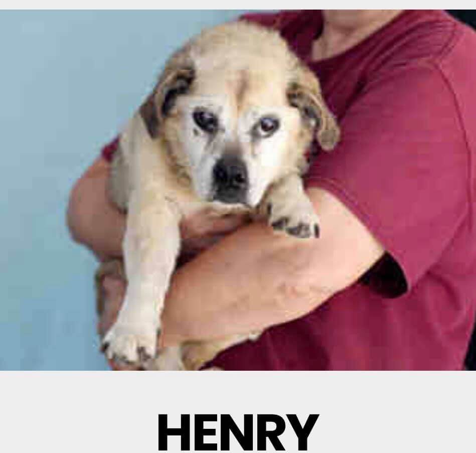 henry-a5312272-2