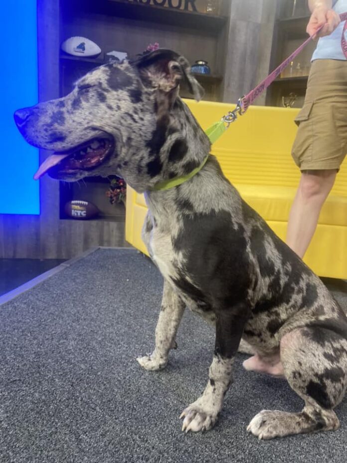 Once abandoned Catahoula Leopard pup with 2 broken legs now ready for ‘furever’ home