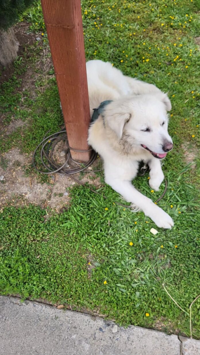 ‘Why did you leave me here?’ If an abandoned dog could talk after left tied to mailbox