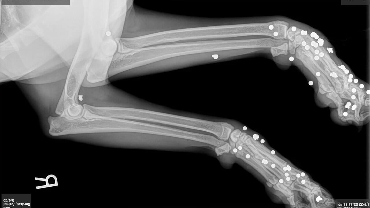 Florida woman arrested for allegedly shooting her dogs more than 170 times with BB gun