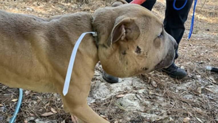 Dog recovering after someone put a tight zip-tie around his neck