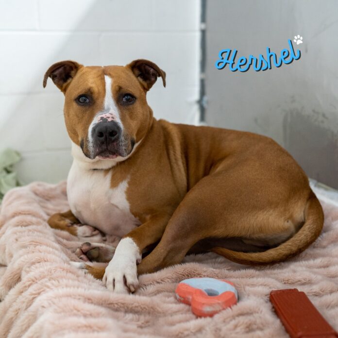 ‘Hershel’ has been at Ohio shelter for 2,000 days: Please help him find a home
