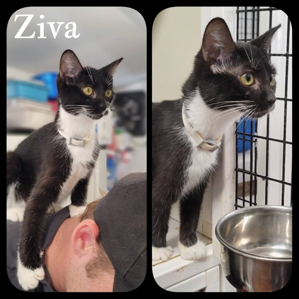 hertford-adoptions-1-1030x1030-1