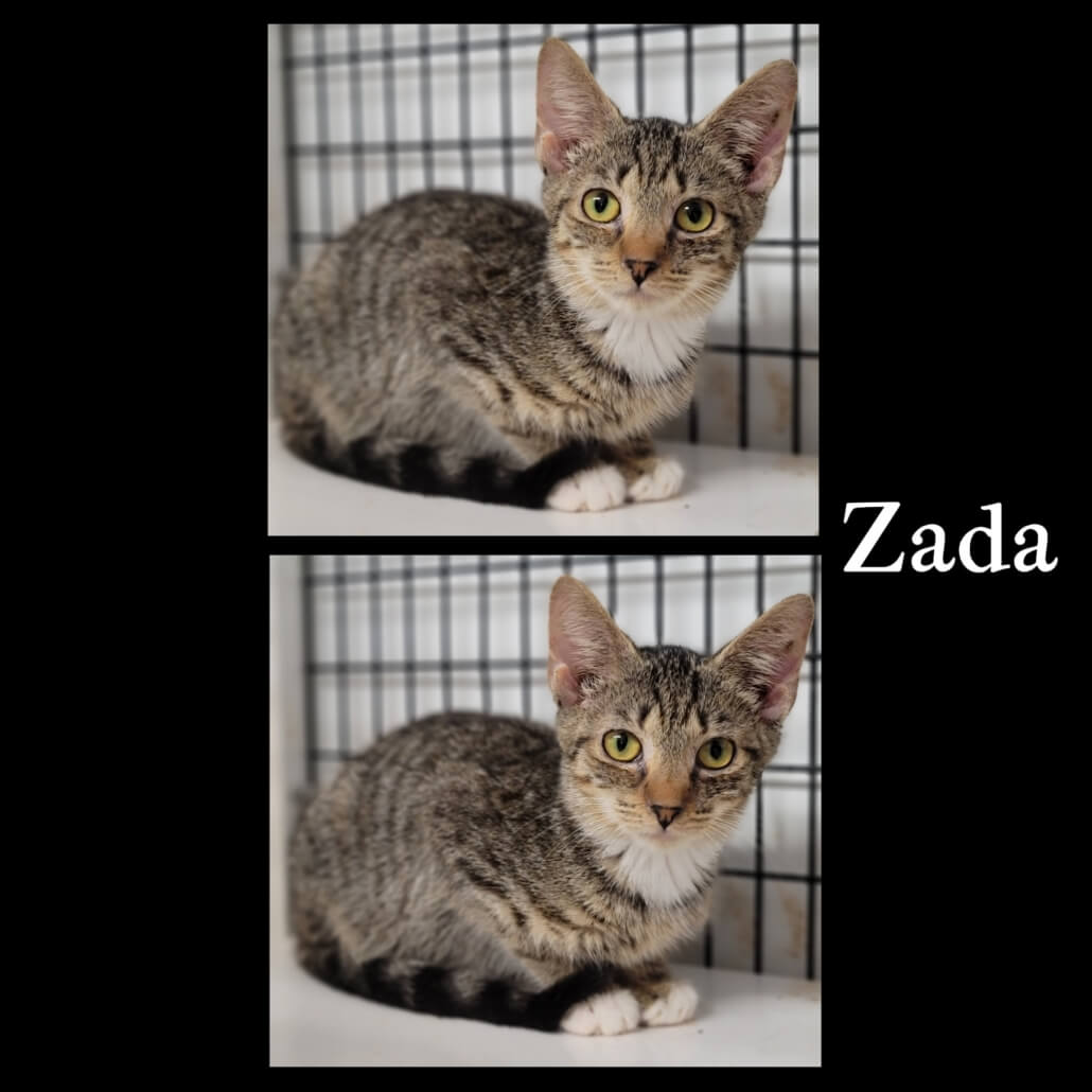 hertford-adoptions-2-1030x1030-1